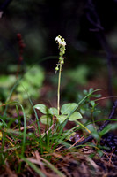 Eenzijdig Wintergroen; Serrated wintergreen; Orthilia secunda