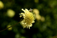 Cephalaria brevipalea