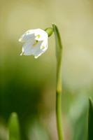 Lenteklokje; Spring Snowflake; Leucojum vernum;