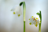 Lenteklokje; Spring Snowflake; Leucojum vernum