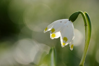 Lenteklokje; Spring Snowflake; Leucojum vernum