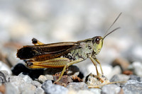 Laddersprinkhaan - Ladder Grasshopper - Stauroderus scalaris