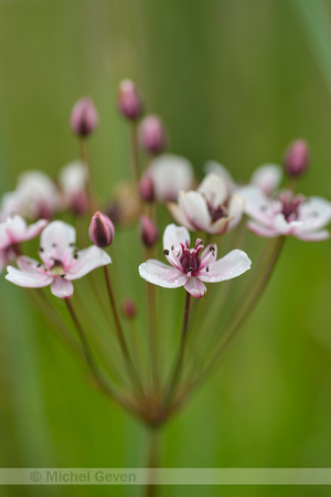 Zwanenbloem; Flowering Rush; Butomus umbellatus