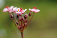 Zwanenbloem - Flowering Rush - Butomus umbellatus