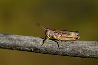 Laddersprinkhaan; Ladder Grasshopper; Stauroderus scalaris