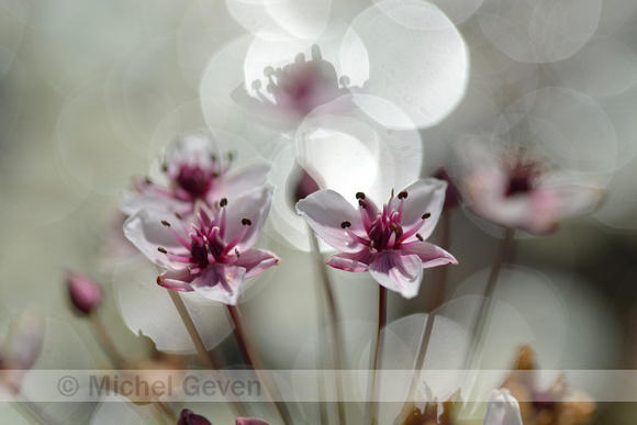 Zwanenbloem; Flowering Rush; Butomus umbellatus