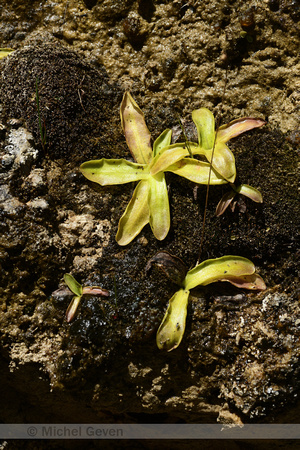Vetblad; Common Butterwort; Pinguicula vulgaris
