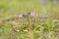 Vetblad - Common Butterwort - Pinguicula vulgaris