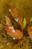 Weebreefonteinkruid; Fen Pondweed; Potamogeton coloratus