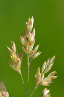 Gladde witbol; Creeping soft grass; Holcus mollis