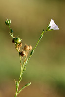 Tweejarig vlas;  Pale flax; Linum bienne;
