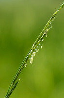 Mannagras - Floating Sweetgrass - Glyceria fluitans