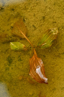 Weebreefonteinkruid; Fen Pondweed; Potamogeton coloratus