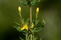 Hypericum hyssopifolium;