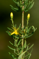 Hypericum hyssopifolium;