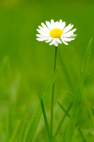 Madeliefje; Bellis perennis; Daisy