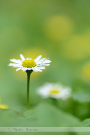 Madeliefje; Daisy; Bellis perennis