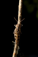 Kruissprinkhaan; Handsome Cross Grasshopper; Oedaleus decorus