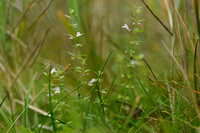 Klein glidkruid; Lesser skullcap; Scutellaria minor