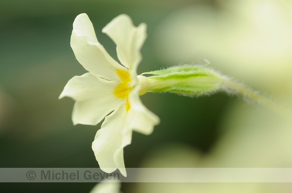 Stengelloze Sleutelbloem; Wild Primrose; Primula vulgaris