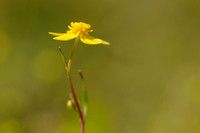 Egelboterbloem - Lesser spearwort - Ranunculus flammula