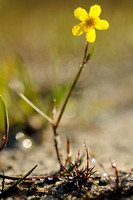 Egelboterbloem; Lesser Spearwort; Ranunculus flammula