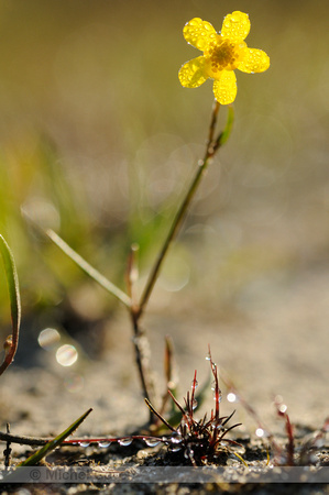 Egelboterbloem; Lesser Spearwort; Ranunculus flammula