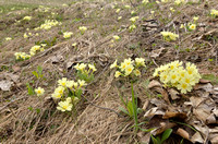 Stengelloze Sleutelbloem; Wild Primrose; Primula vulgaris