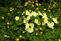 Stengelloze sleutelbloem; Wild Primrose; Primula vulgaris