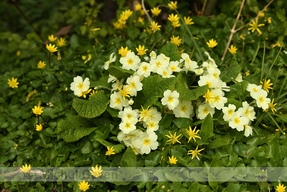 Stengelloze sleutelbloem; Wild Primrose; Primula vulgaris