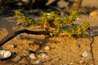 Nerfamarant; Amaranthus albus; Prostrate Pigweed