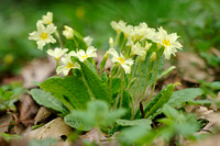 Stengelloze Sleutelbloem - Wild Primrose - Primula vulgaris