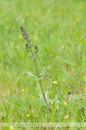 Kleinbloemige salie; Wild Clary; Salvia verbenaca;