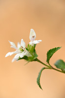White Hedge-nettle; Prasium majus;