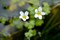 Witte Waterranonkel; White-flowered Buttercup; Ranunculus ololeu
