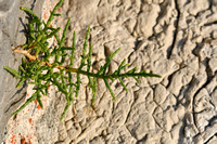 Zandzeekraal - Purple Glasswort - Salicornia probumbens