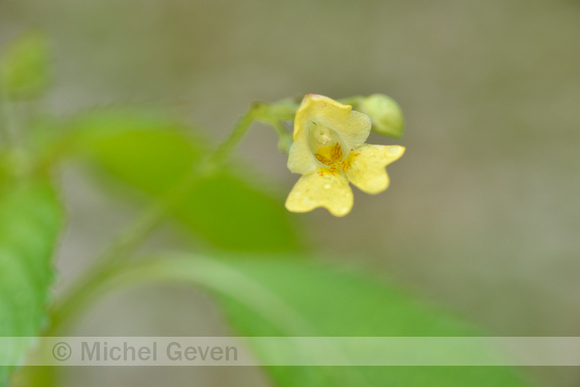 Klein springzaad; Small Balsam; Impatiens parviflora