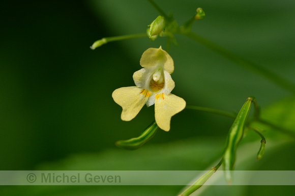 Klein springzaad; Small Balsam; Impatiens parviflora