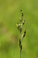 Bellardiochloa variegata