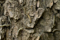 Wilgenstippelmot; Willow ermine moth; Yponomeuta rorrella