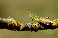Weidesprinkhaan - Steppe Grasshopper - Chorthippus dorsatus