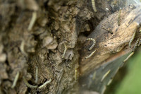 Wilgenstippelmot - Willow ermine moth - Yponomeuta rorrella