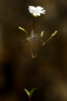 Akkerhoornbloem; Field Chickweed; Cerastium arvense; Subsp. suff