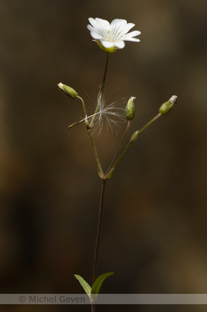 Akkerhoornbloem; Field Chickweed; Cerastium arvense; Subsp. suff