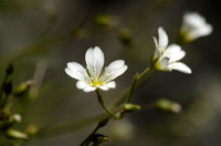 Akkerhoornbloem - Field Chickweed - Cerastium arvense subsp. suffrutricosum