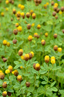 Bruine Klaver - Brown Clover - Trifolium badium