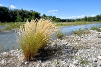 Silver Spike grass; Achnatherum calamagrostis