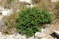 Euphorbia flavicoma subp. flavicoma