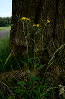 Dicht Havikskruid; Common Hawkweed; Hieracium vulgatum