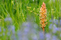 Rode Bremraap; Orobanche rouge; Orobanche lutea